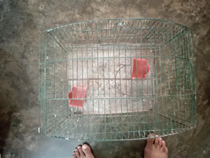 birds cage available watsaap 03145485298 — photo 3