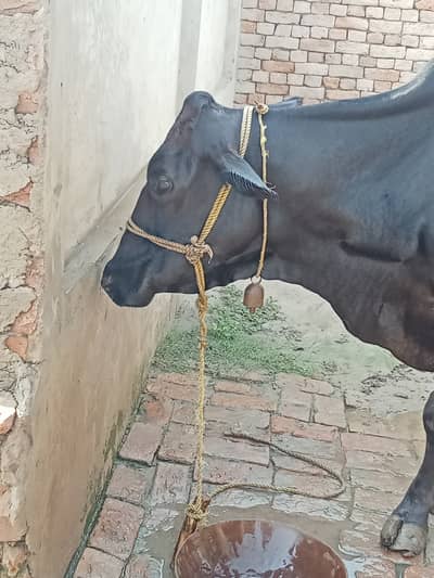Jarsi frizian cow