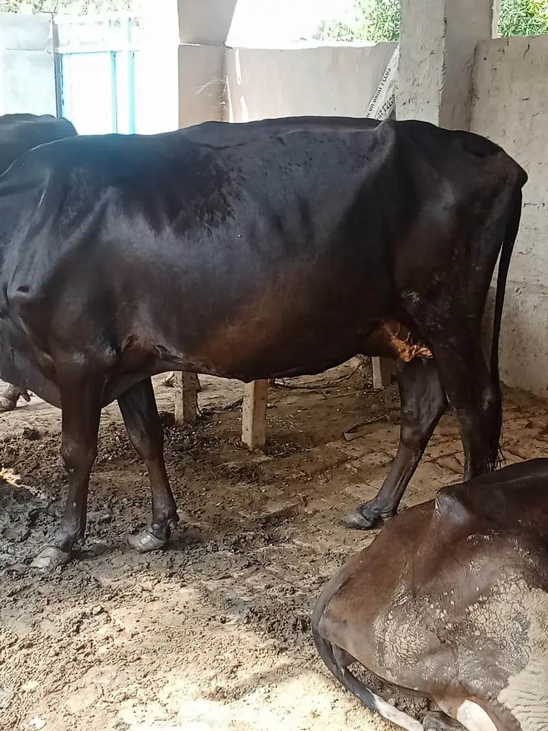 Jarsi frizian cow — photo 2