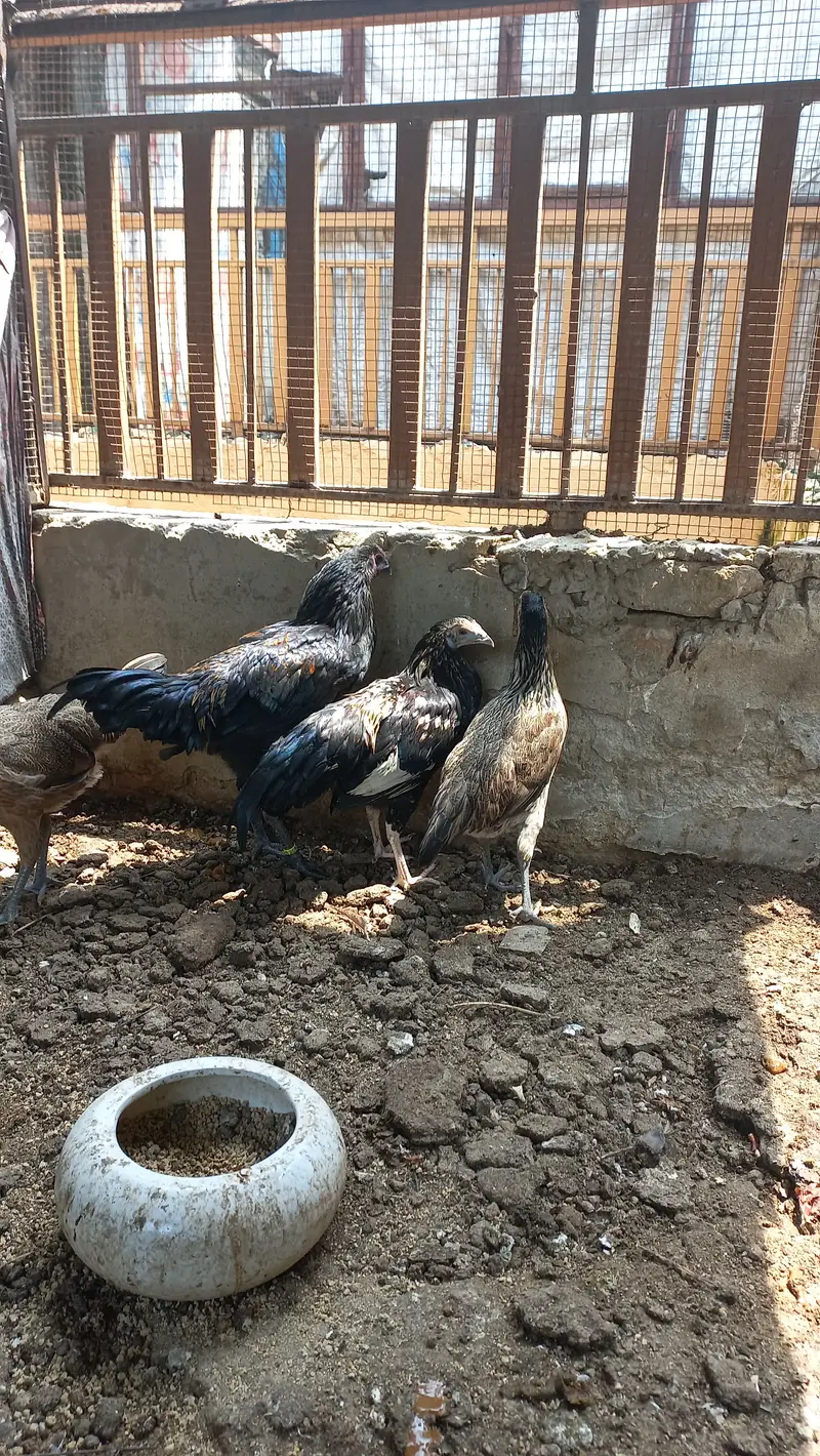 یہ تین عنوان میرے خیال میں OLX کے لیے بہترین ہیں:  1. گھر میں پالی ہوئ — photo 2