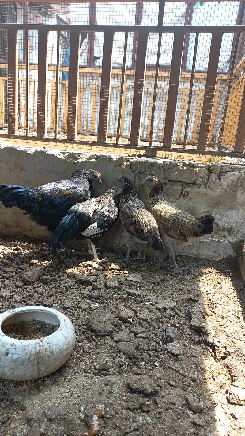 یہ تین عنوان میرے خیال میں OLX کے لیے بہترین ہیں:  1. گھر میں پالی ہوئ — photo 5