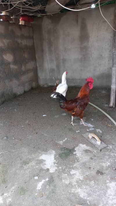 white hera aseel
