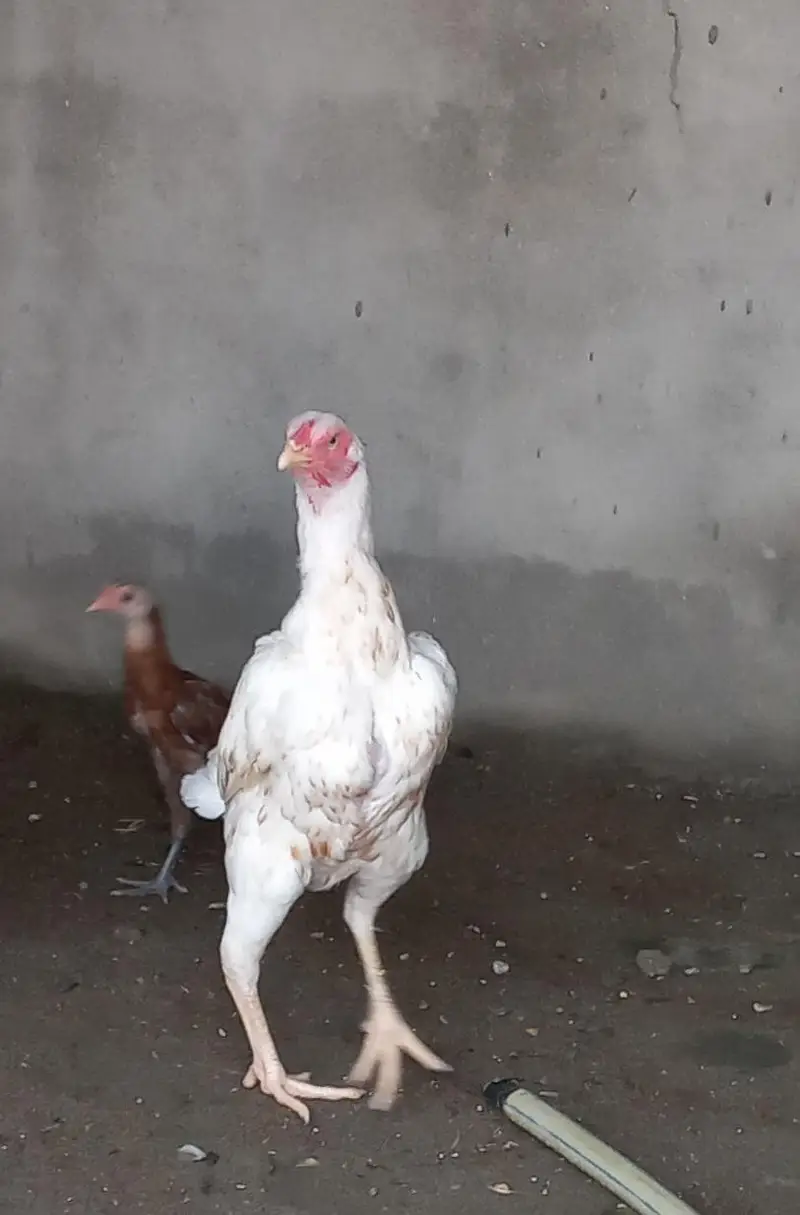 white hera aseel — photo 3