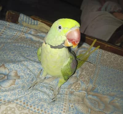 Raw parrot | Male | Age 3 years | Price is negotiable