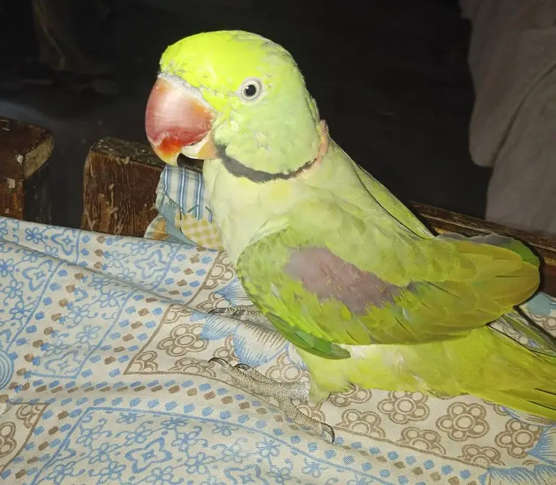 Raw parrot | Male | Age 3 years | Price is negotiable — photo 2