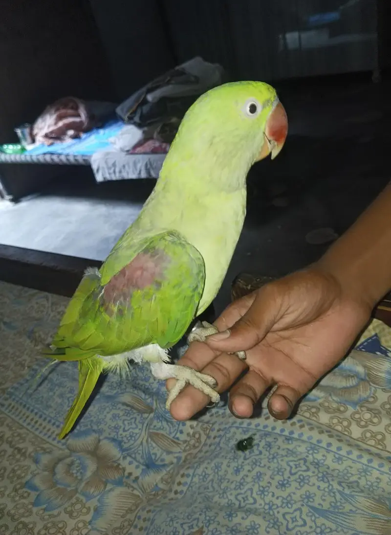 Raw parrot | Male | Age 3 years | Price is negotiable — photo 3