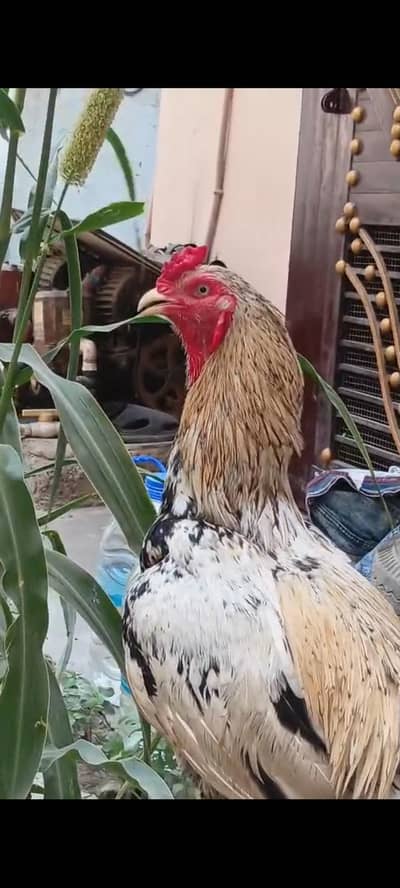 aseel murga for sale