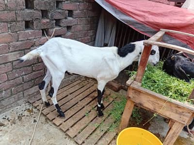 mashallah khubsurat pure desi bakra/ bakri