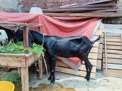 mashallah khubsurat pure desi bakra/ bakri
