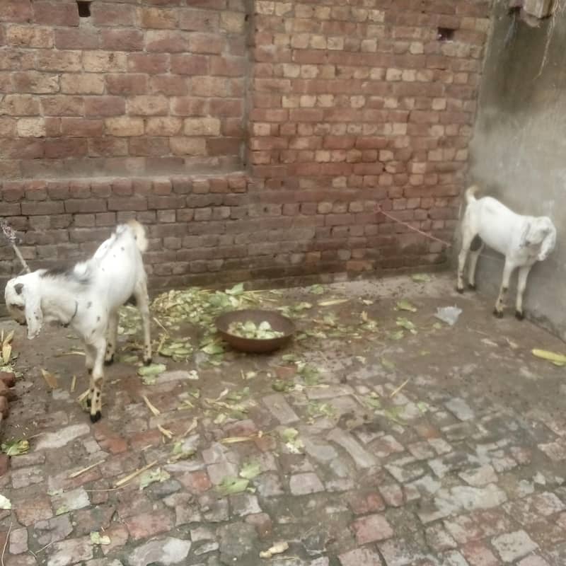 Desi bakra 2 0