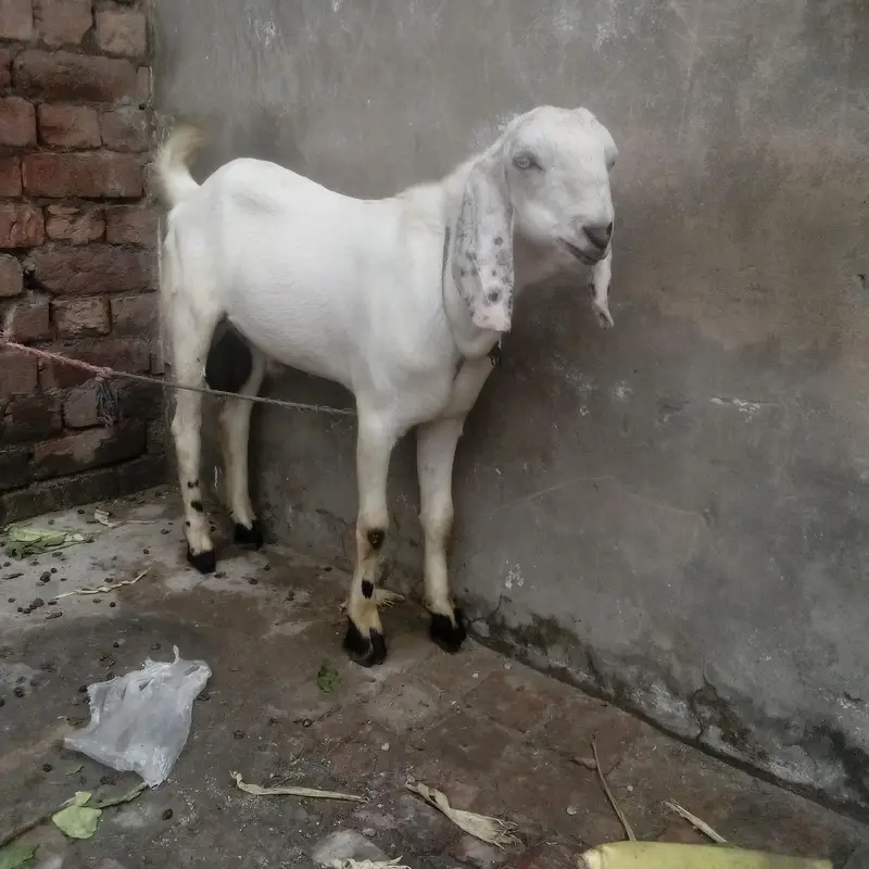 Desi bakra 2 — photo 4
