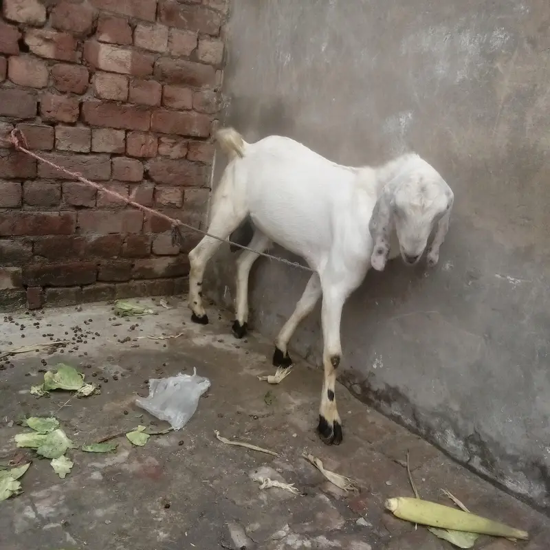 Desi bakra 2 — photo 5