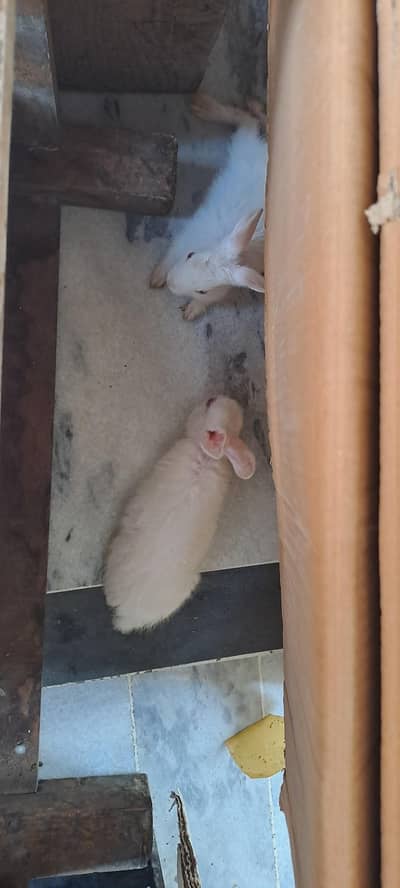red eyes rabbit pair