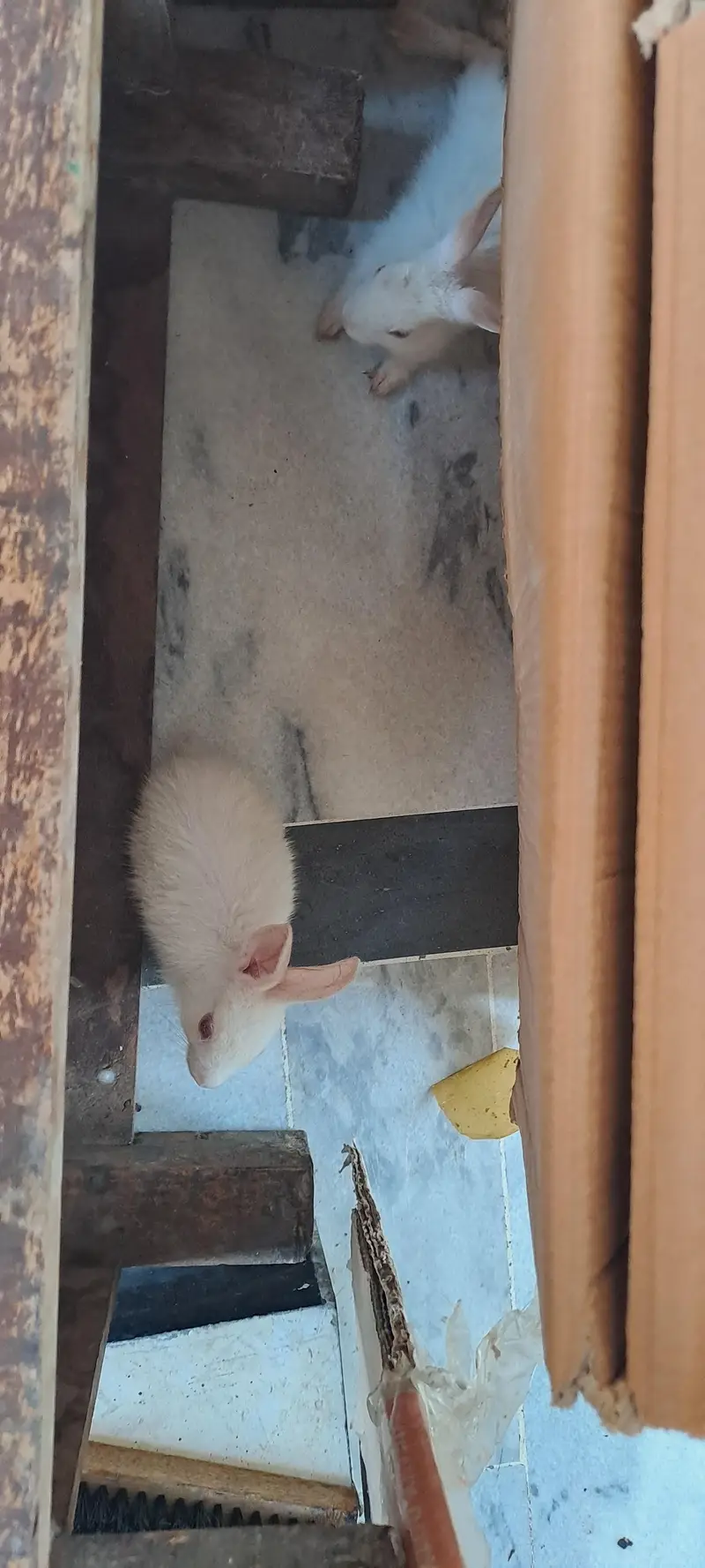 red eyes rabbit pair — photo 2