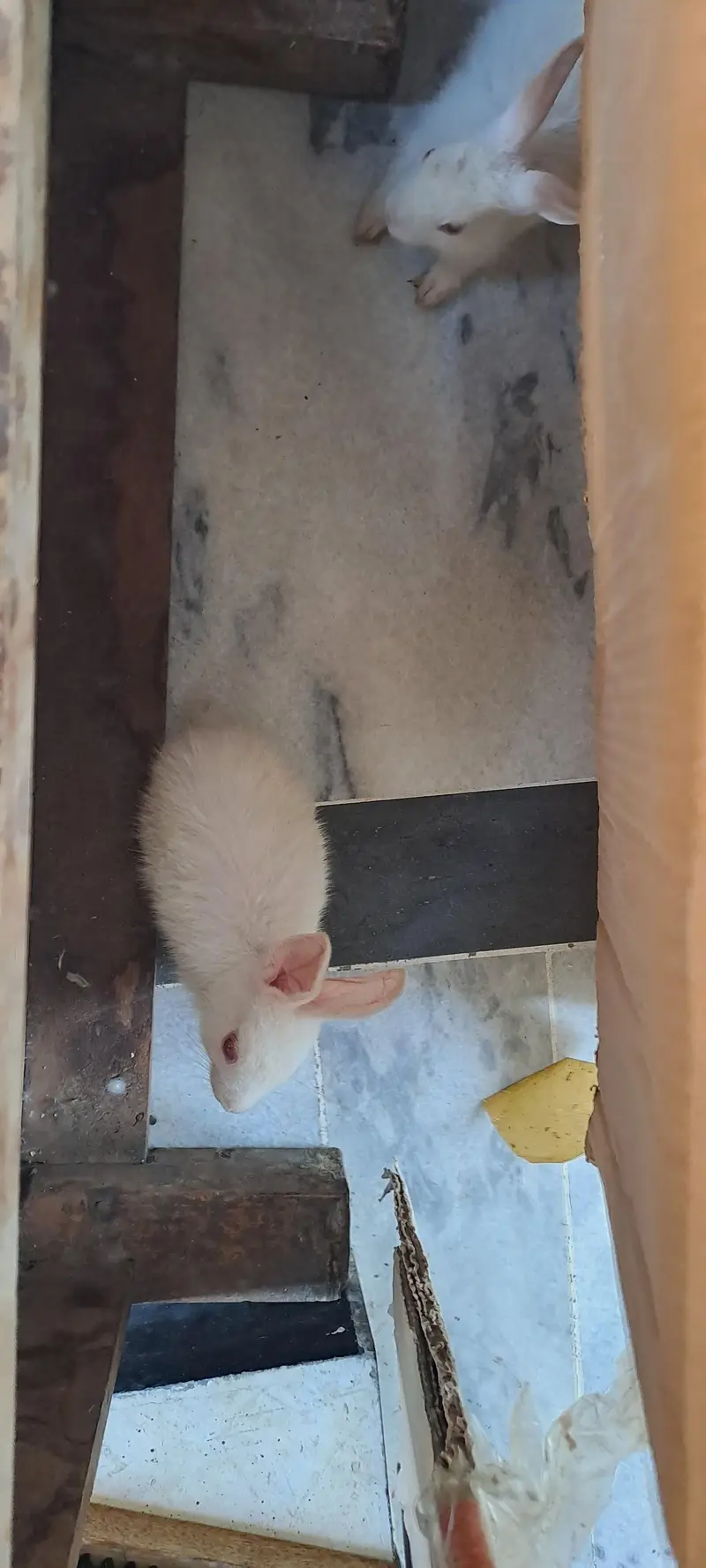 red eyes rabbit pair — photo 3