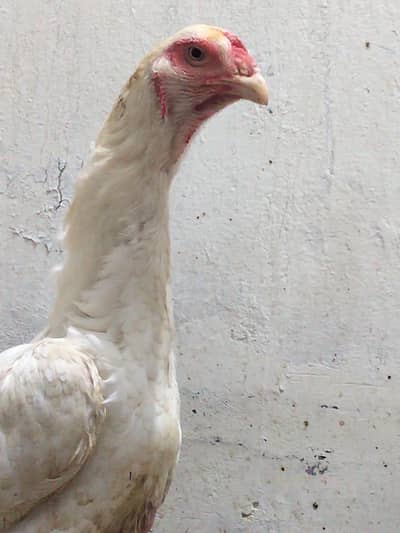 White Shamo Female For Sale