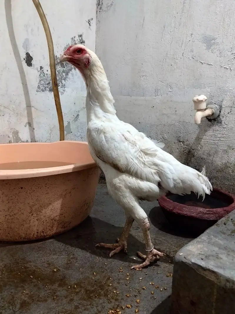White Shamo Female For Sale — photo 2