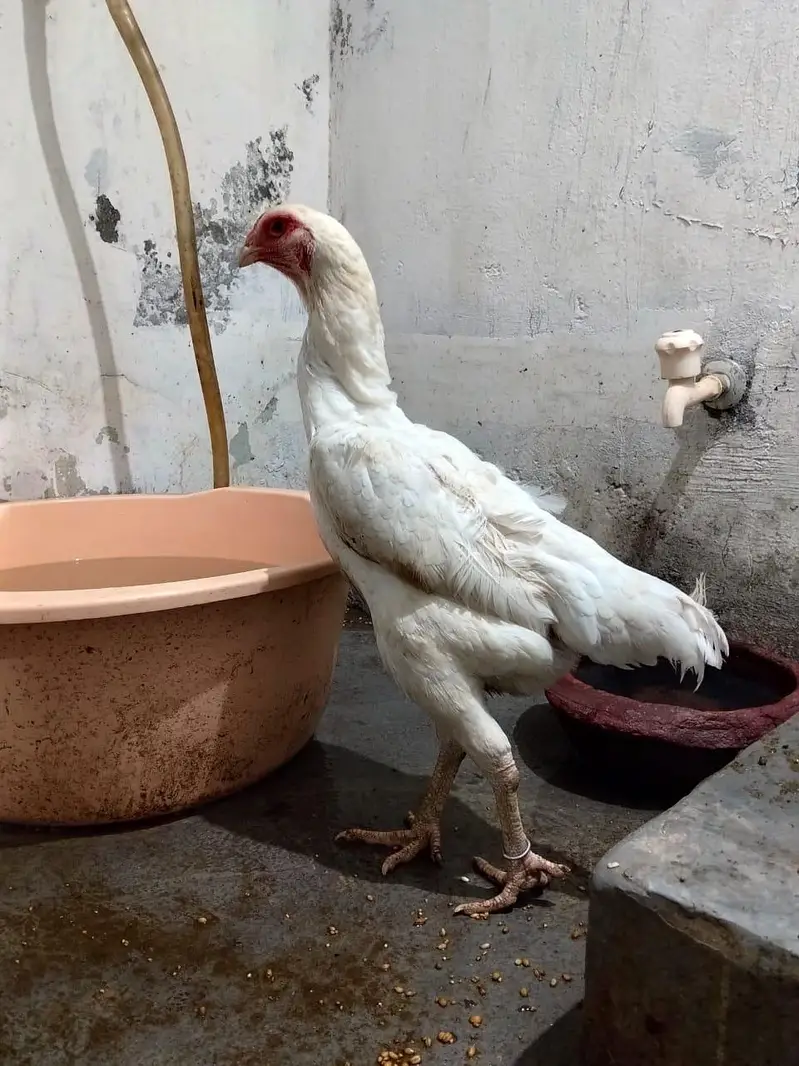 White Shamo Female For Sale — photo 3