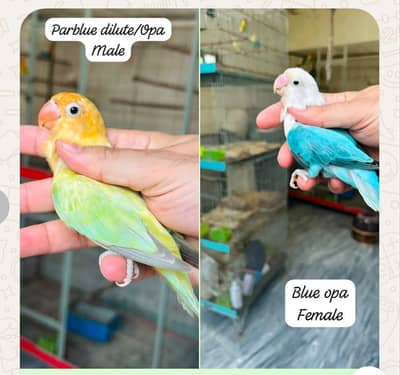 Breeder Lovebird Palefallow Opaline Parblue Opaline blue dilute albino