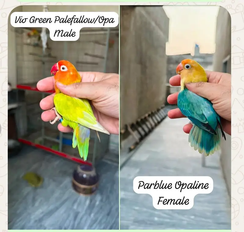 Breeder Lovebird Palefallow Opaline Parblue Opaline blue dilute albino — photo 2
