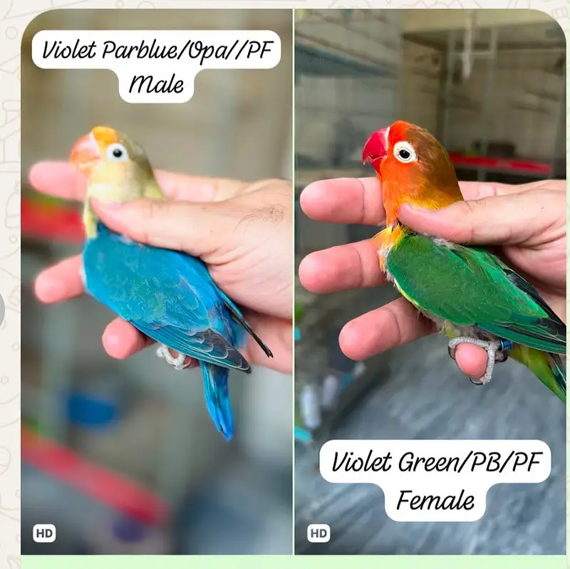 Breeder Lovebird Palefallow Opaline Parblue Opaline blue dilute albino — photo 3