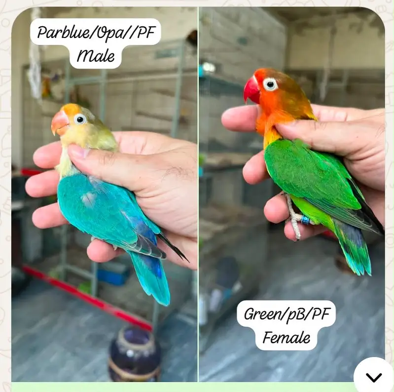 Breeder Lovebird Palefallow Opaline Parblue Opaline blue dilute albino — photo 4