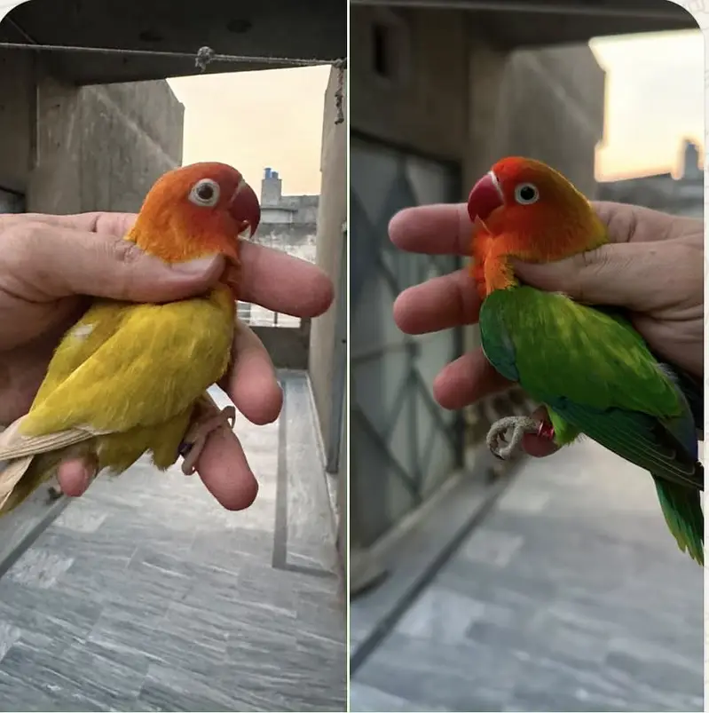 Breeder Lovebird Palefallow Opaline Parblue Opaline blue dilute albino — photo 5