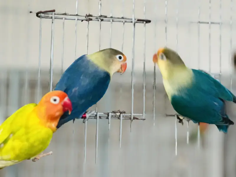 Breeder Lovebird Palefallow Opaline Parblue Opaline blue dilute albino — photo 6