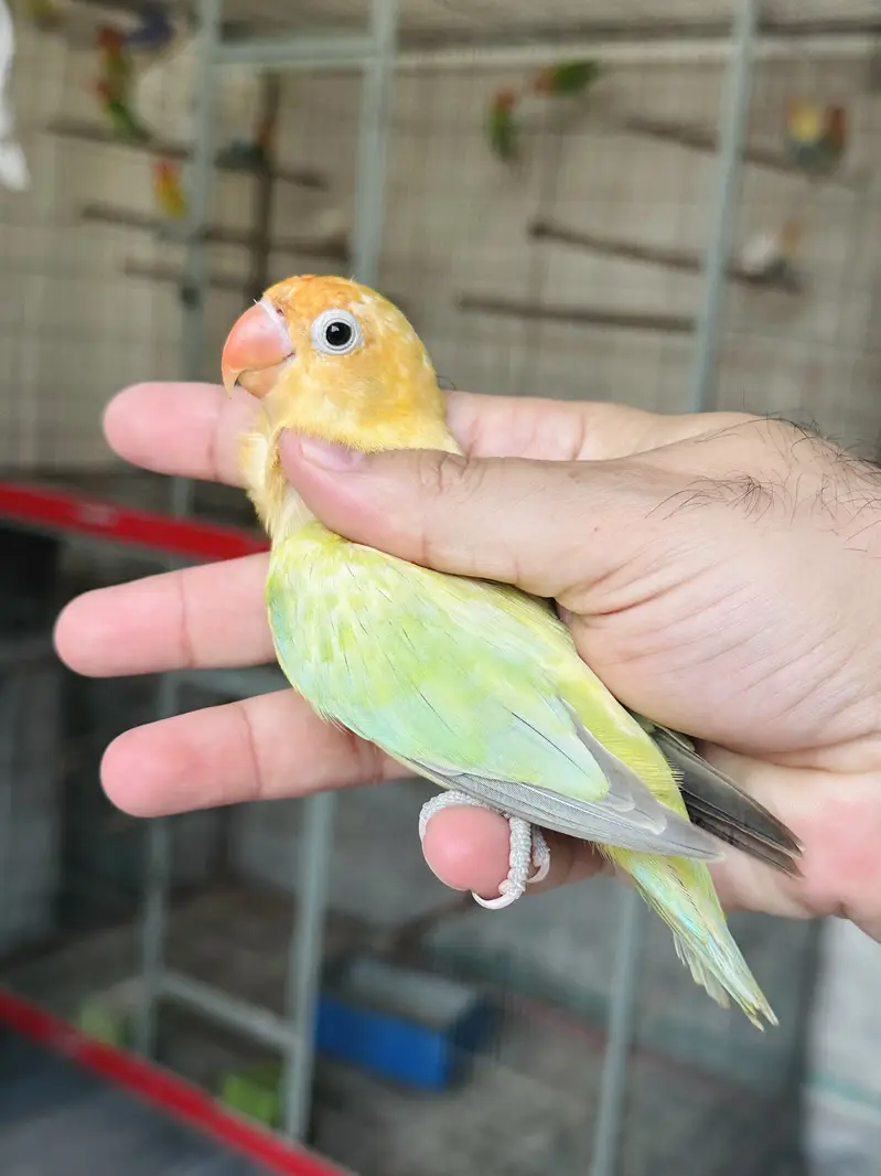 Breeder Lovebird Palefallow Opaline Parblue Opaline blue dilute albino — photo 7
