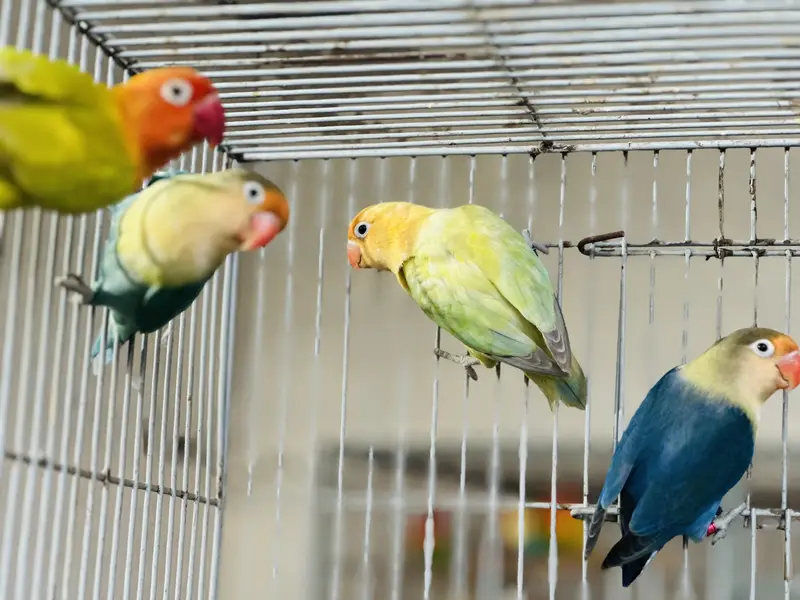 Breeder Lovebird Palefallow Opaline Parblue Opaline blue dilute albino — photo 8