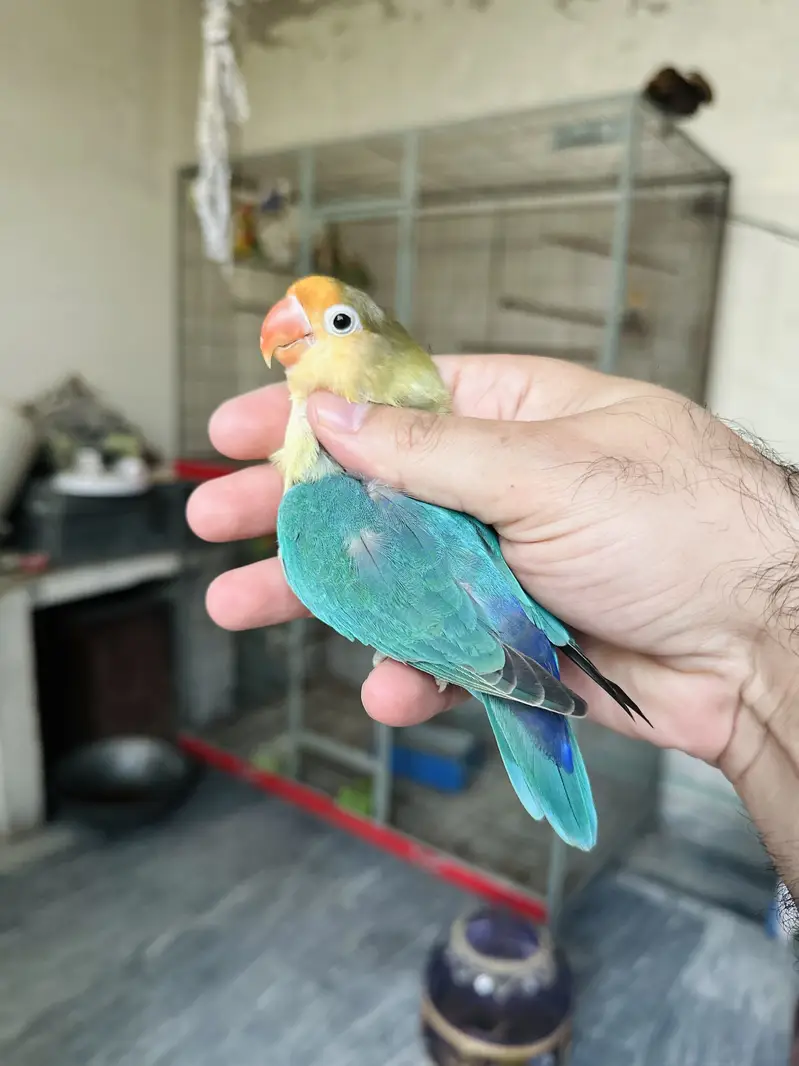 Breeder Lovebird Palefallow Opaline Parblue Opaline blue dilute albino — photo 9