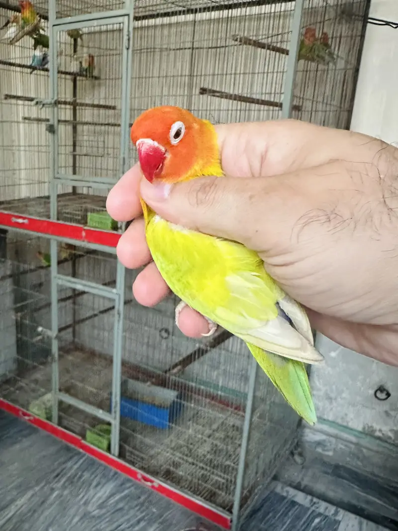Breeder Lovebird Palefallow Opaline Parblue Opaline blue dilute albino — photo 10