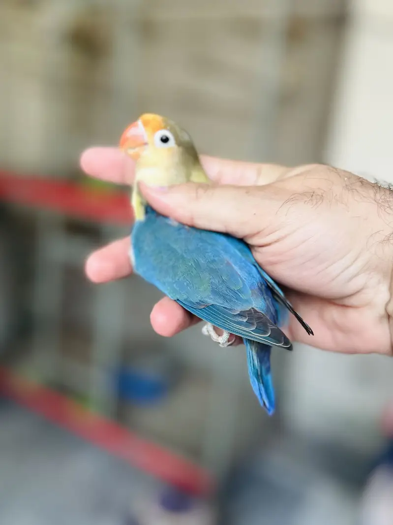 Breeder Lovebird Palefallow Opaline Parblue Opaline blue dilute albino — photo 11