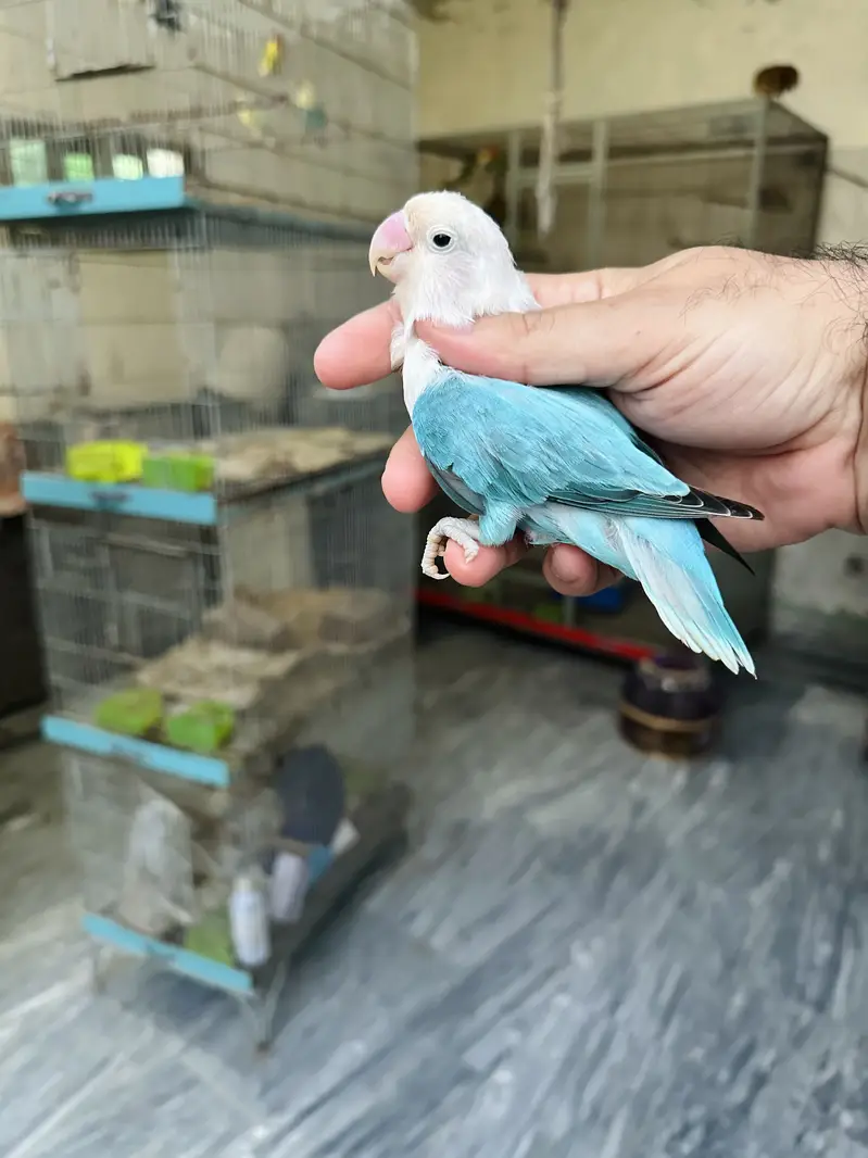 Breeder Lovebird Palefallow Opaline Parblue Opaline blue dilute albino — photo 12
