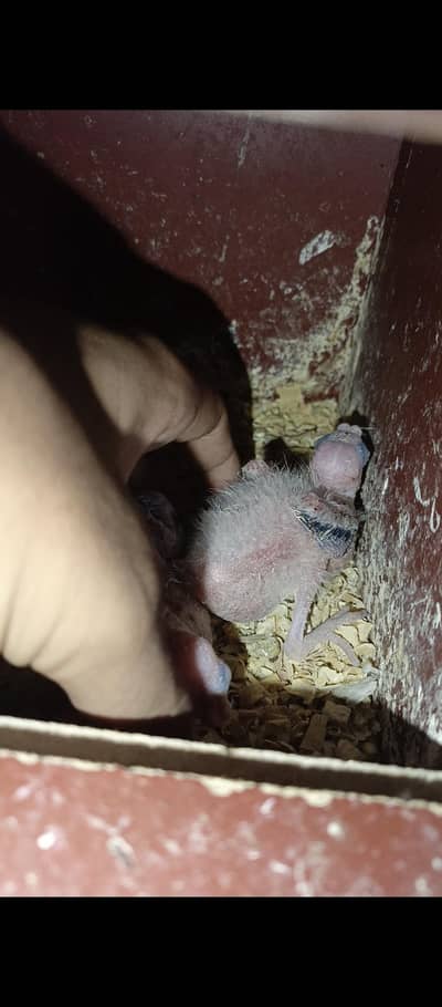 cocktails chick available for sale 10 cream red eyes 3 eno red eyes
