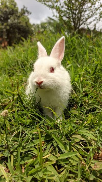 red eye rabbits male female both