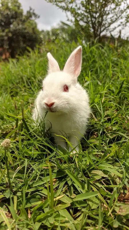 red eye rabbits male female both