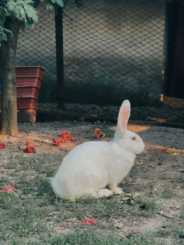 red eye rabbits male female both — photo 2