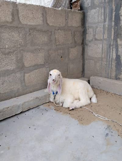 Dumba for sale Best for qurbani 2k27