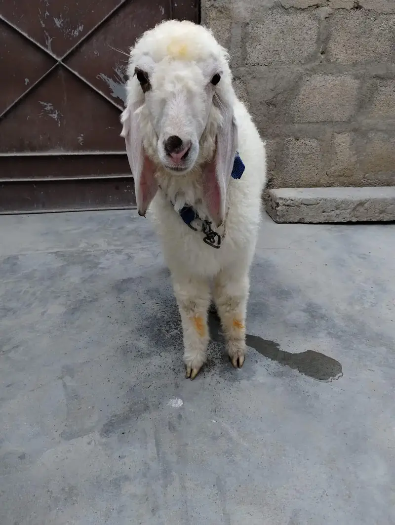 Dumba for sale Best for qurbani 2k27 — photo 2