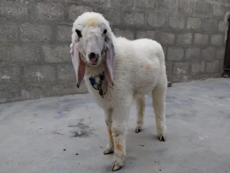 Dumba for sale Best for qurbani 2k27 — photo 3