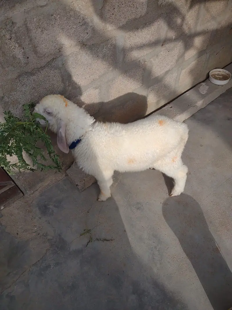 Dumba for sale Best for qurbani 2k27 — photo 4