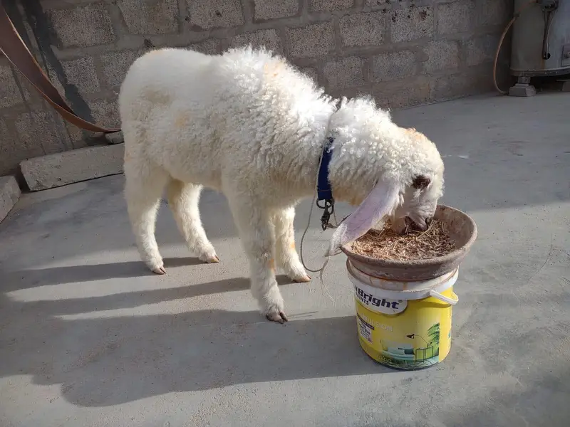 Dumba for sale Best for qurbani 2k27 — photo 5