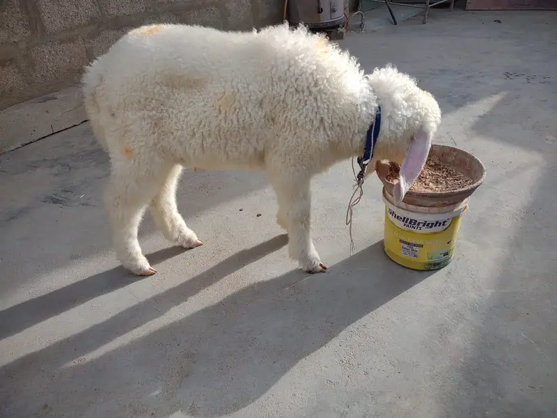 Dumba for sale Best for qurbani 2k27 — photo 6