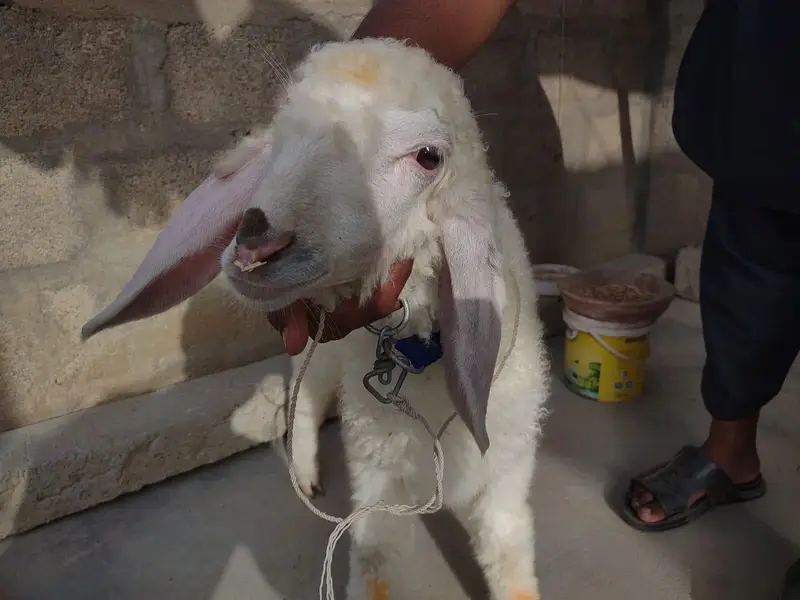 Dumba for sale Best for qurbani 2k27 — photo 7