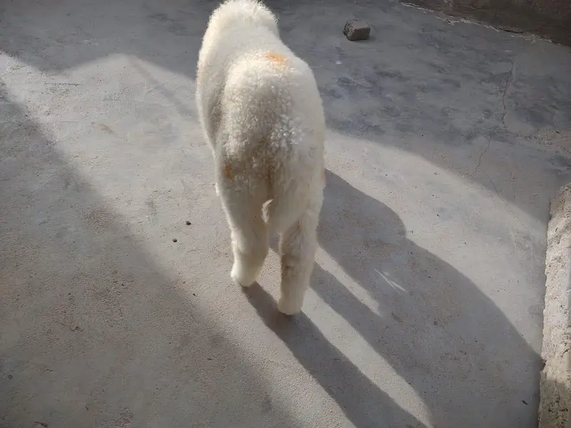 Dumba for sale Best for qurbani 2k27 — photo 10