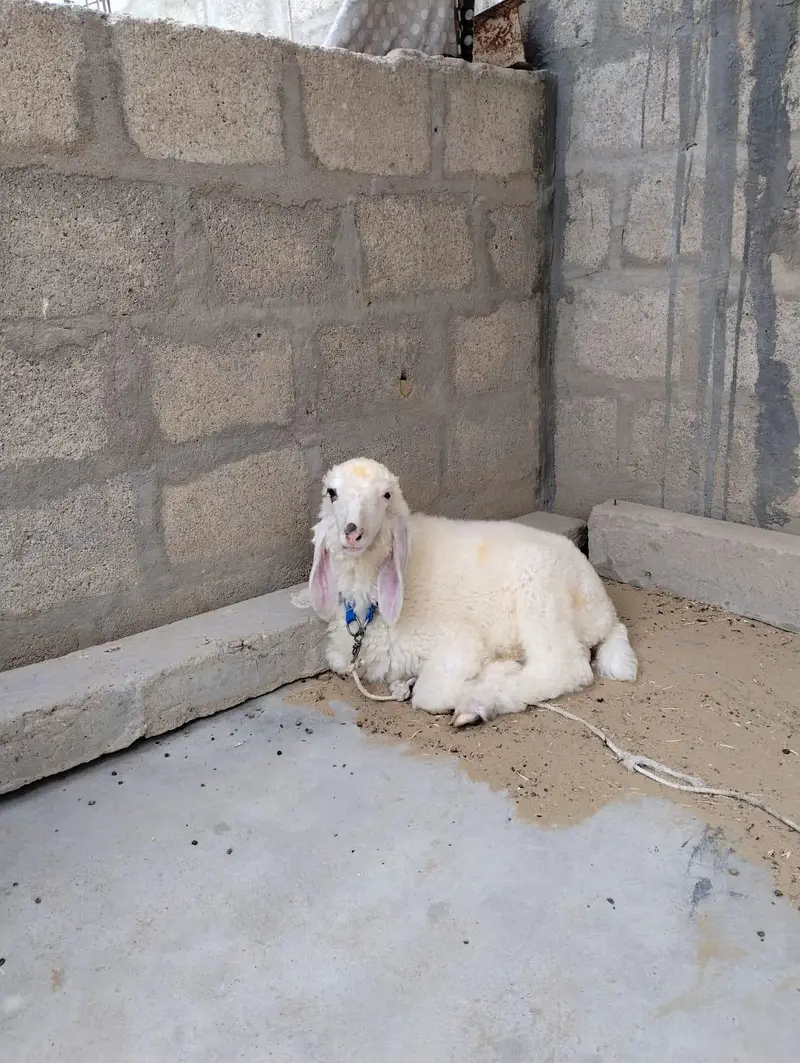 Dumba for sale Best for qurbani 2k27 — photo 11