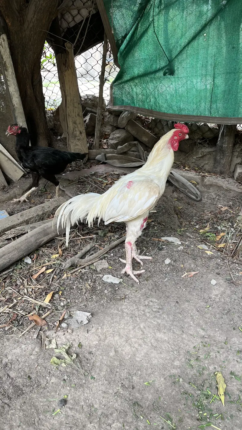 Aseel Heera Murga 1.5 year age — photo 2