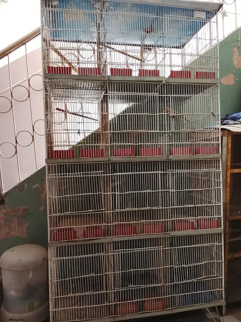 Cages — photo 2