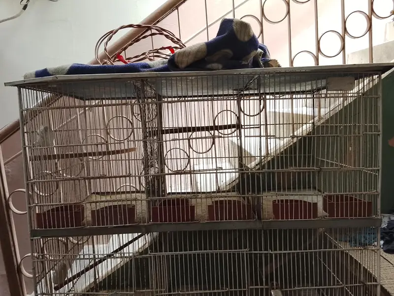 Cages — photo 3